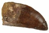 Serrated, Carcharodontosaurus Tooth - Real Dinosaur Tooth #85830-1